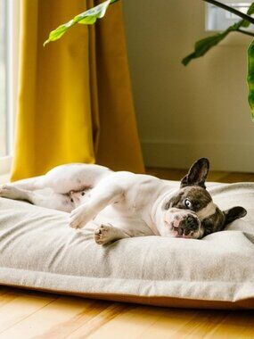 BEONEBREED Viral Cloud Orthopedic Memory Foam Dog Cat Pet Bed Medium washable